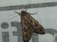 Agrotis munda