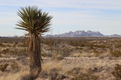 Yucca treculiana