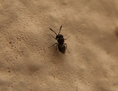 Scelionidae