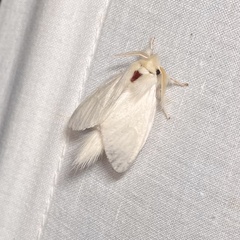 Trichiocercus sparshalli