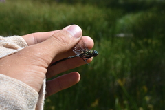 Somatochlora semicircularis