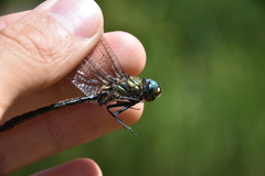 Somatochlora semicircularis