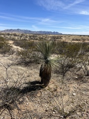 Yucca elata