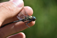 Somatochlora semicircularis