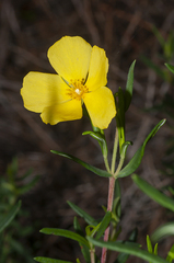 Cistus calycinus