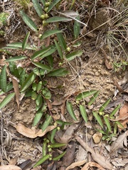 Eremophila debilis