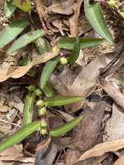 Eremophila debilis