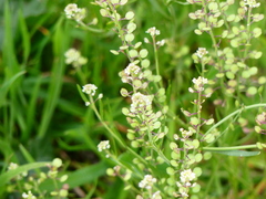 Lepidium nitidum
