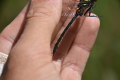 Somatochlora semicircularis