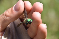 Somatochlora semicircularis