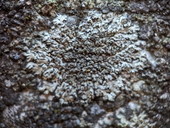 Phaeophyscia adiastola