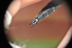 Somatochlora semicircularis