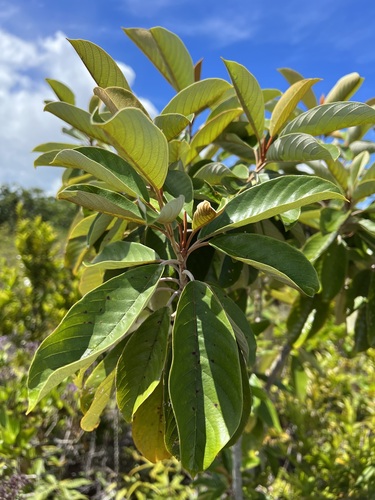Alphitonia carolinensis observed 2022-06-19