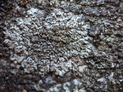 Phaeophyscia adiastola