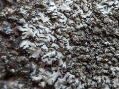 Phaeophyscia adiastola