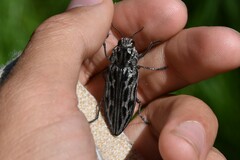 Chalcophora angulicollis