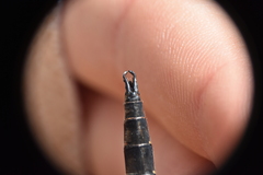 Somatochlora semicircularis