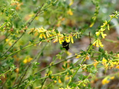 Bombus vosnesenskii