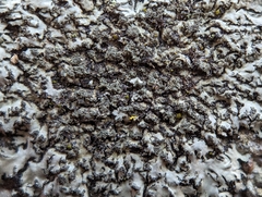 Phaeophyscia adiastola