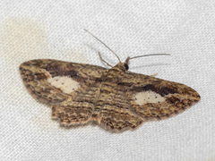 Chloroclystis filata