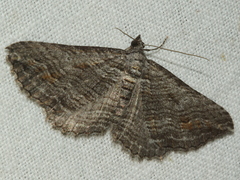 Chrysolarentia severata