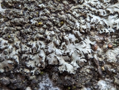 Phaeophyscia adiastola