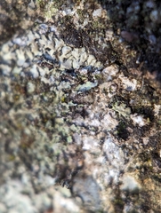 Phaeophyscia adiastola