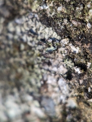 Phaeophyscia adiastola