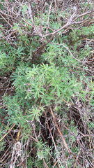 Lupinus arboreus