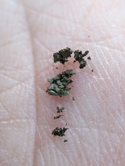 Phaeophyscia adiastola