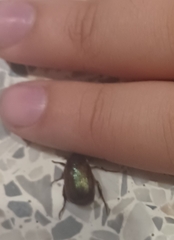 Callistethus marginatus