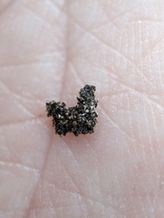 Phaeophyscia adiastola