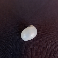 Eunaticina umbilicata