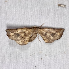 Parepisparis excusata