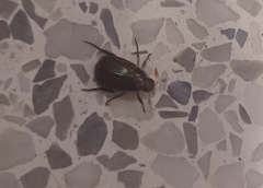 Callistethus marginatus