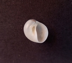 Eunaticina umbilicata