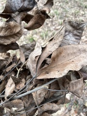 Carya texana