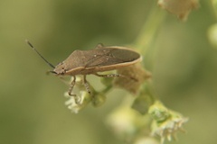 Catorhintha selector