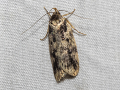 Barea atmophora