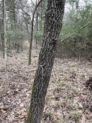 Carya texana