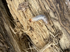 Ryssonotus nebulosus