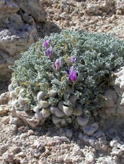 Astragalus phoenix