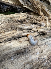 Ryssonotus nebulosus