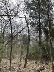 Carya texana