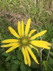 Silphium gracile