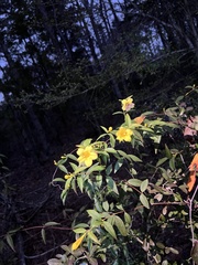 Gelsemium sempervirens