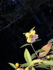 Gelsemium sempervirens