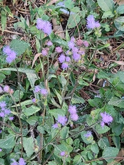 Ageratum houstonianum