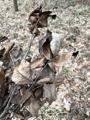 Carya texana