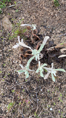 Helichrysum luteoalbum